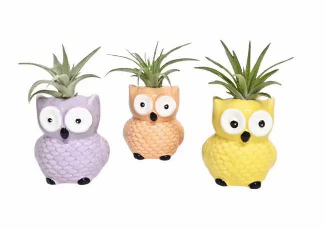 Air Plant Owls