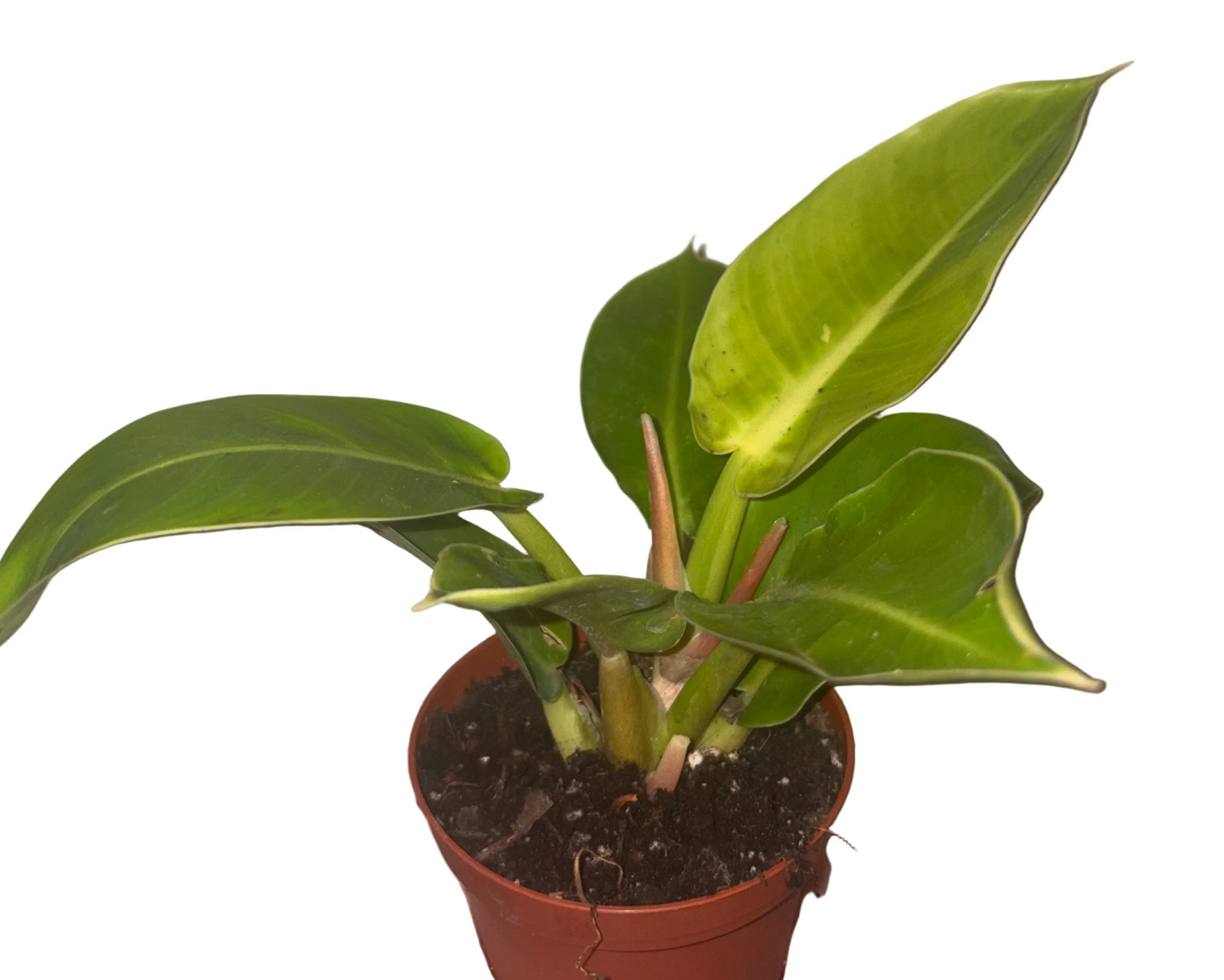 Philodendron Moonlight