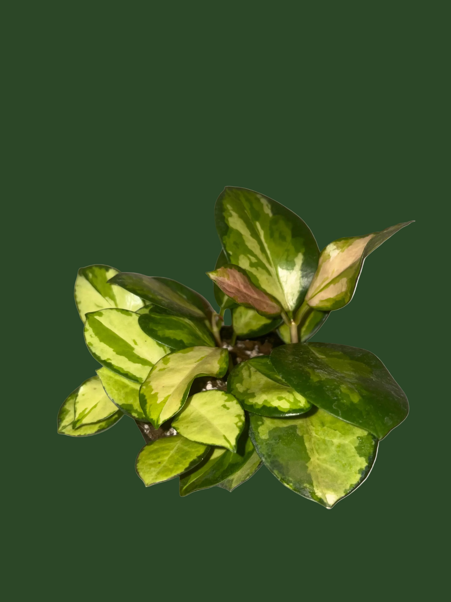 Hoya Australis Lisa