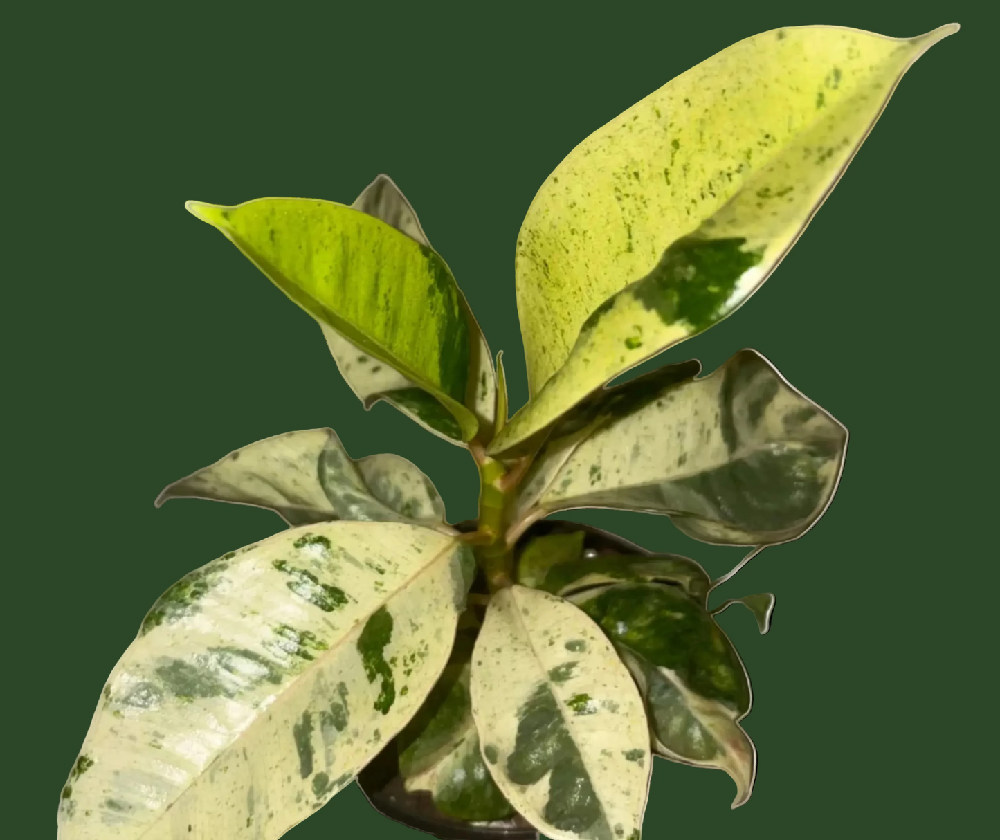Ficus Shivereana Moonshine