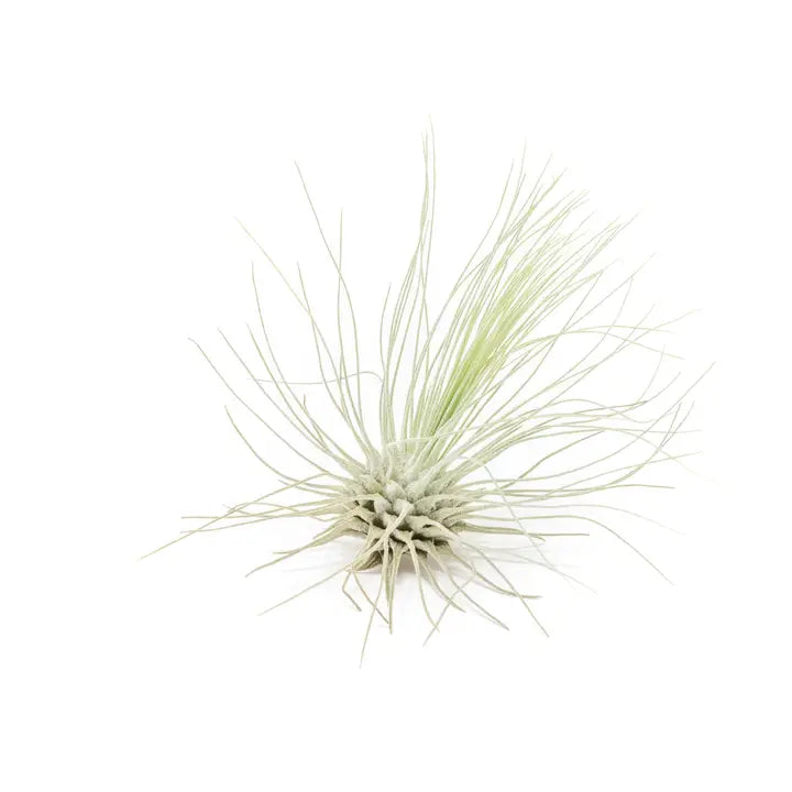 Argentea Thin Air Plant