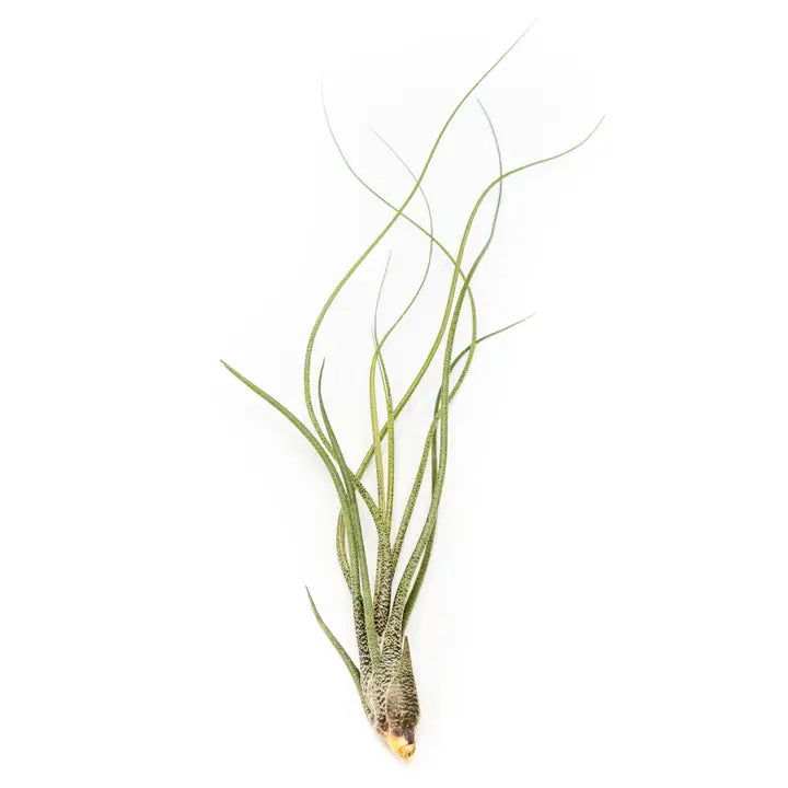Butzii Air Plant