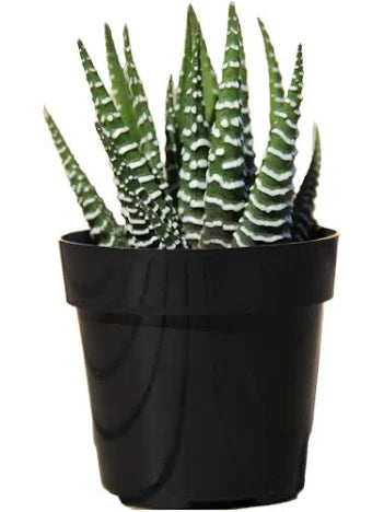 Zebra Haworthia
