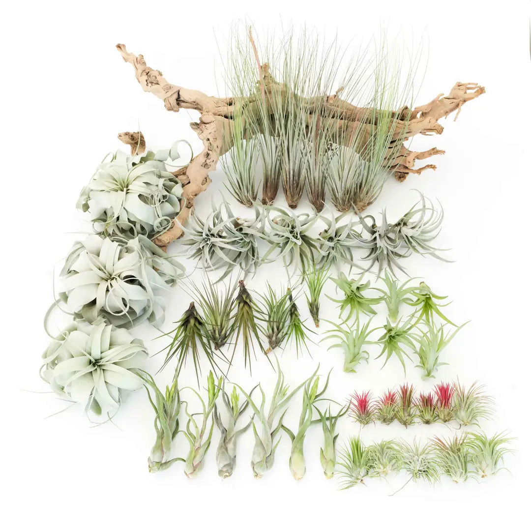 Air Plants