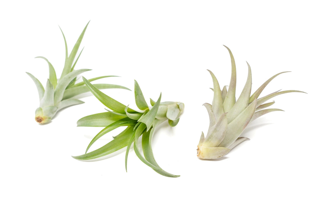 Abdita Air Plant
