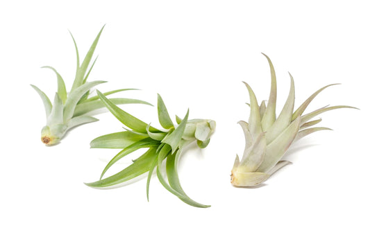 Abdita Air Plant