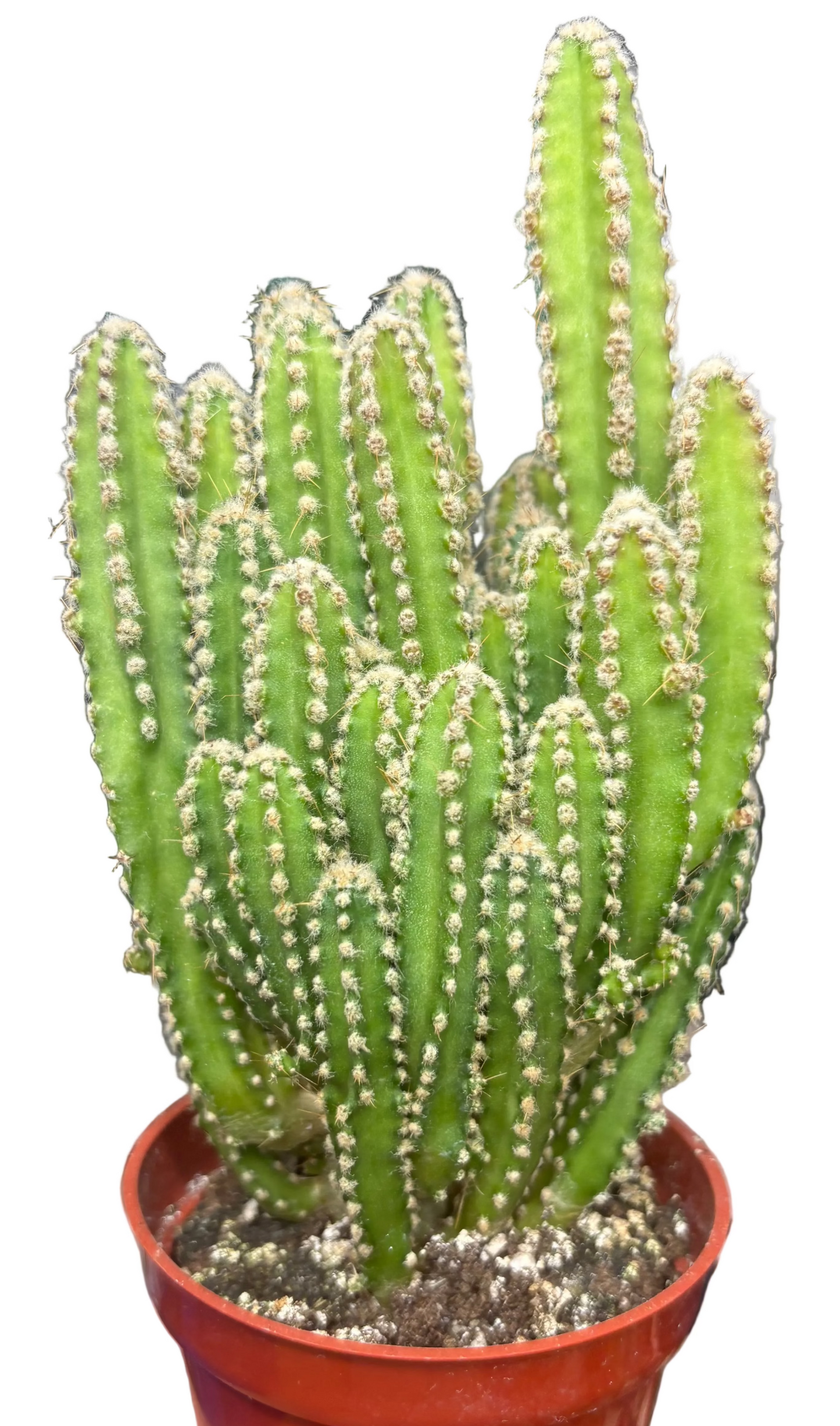 Fairy Castle Cactus