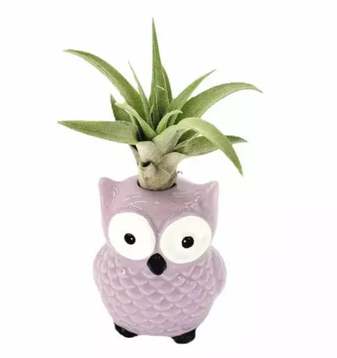 Air Plant Owls