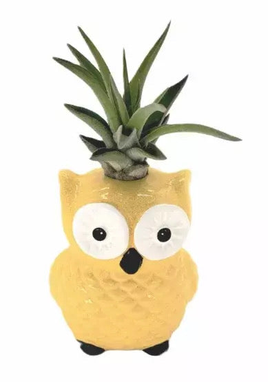 Air Plant Owls