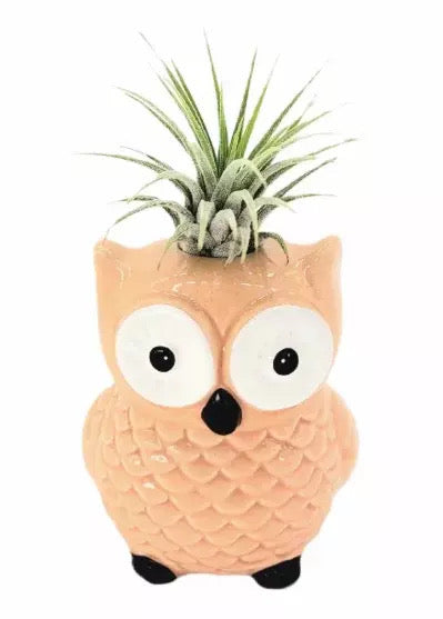 Air Plant Owls