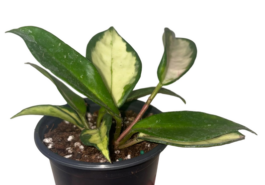 Hoya Tricolor