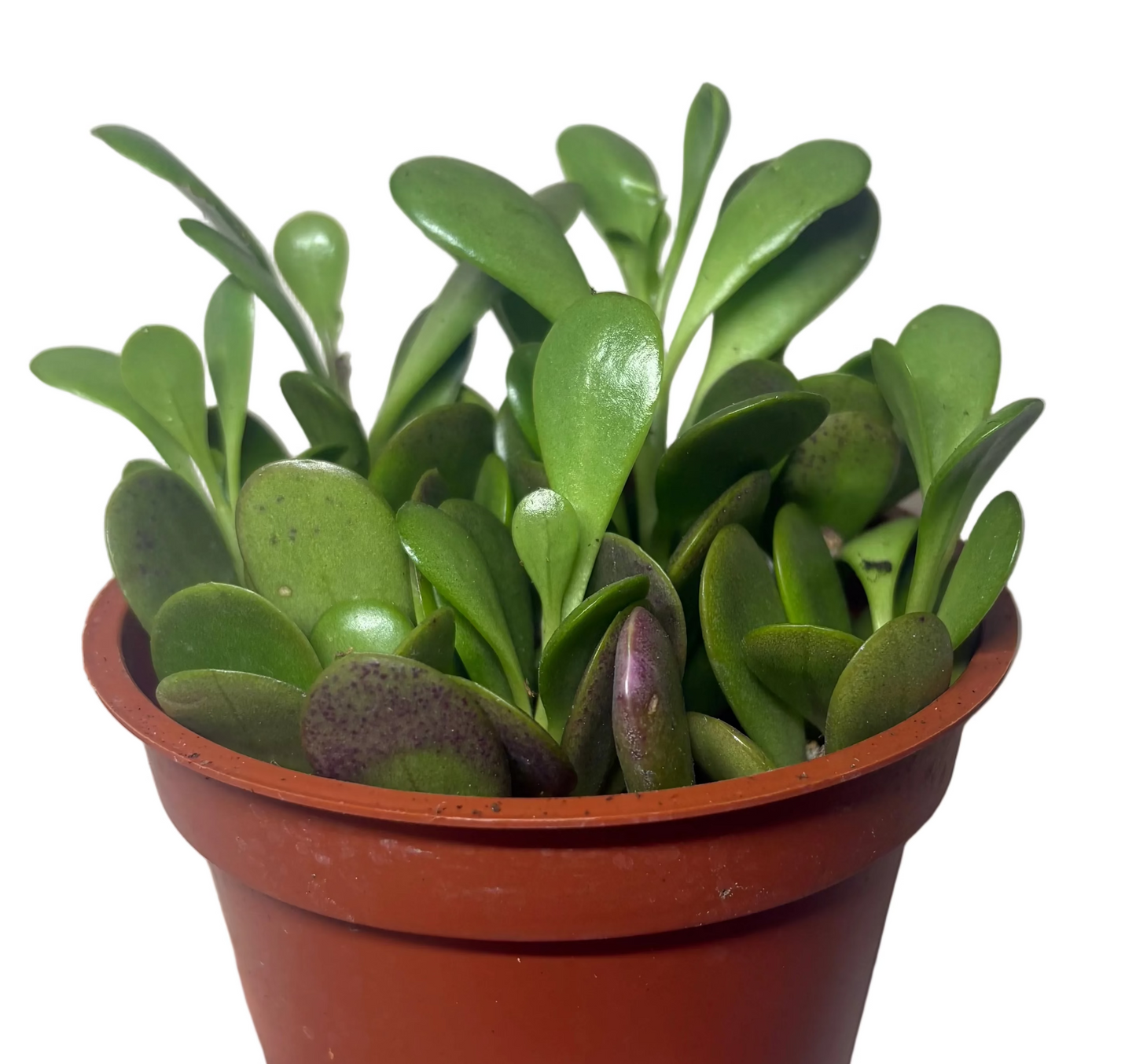 Trailing Jade