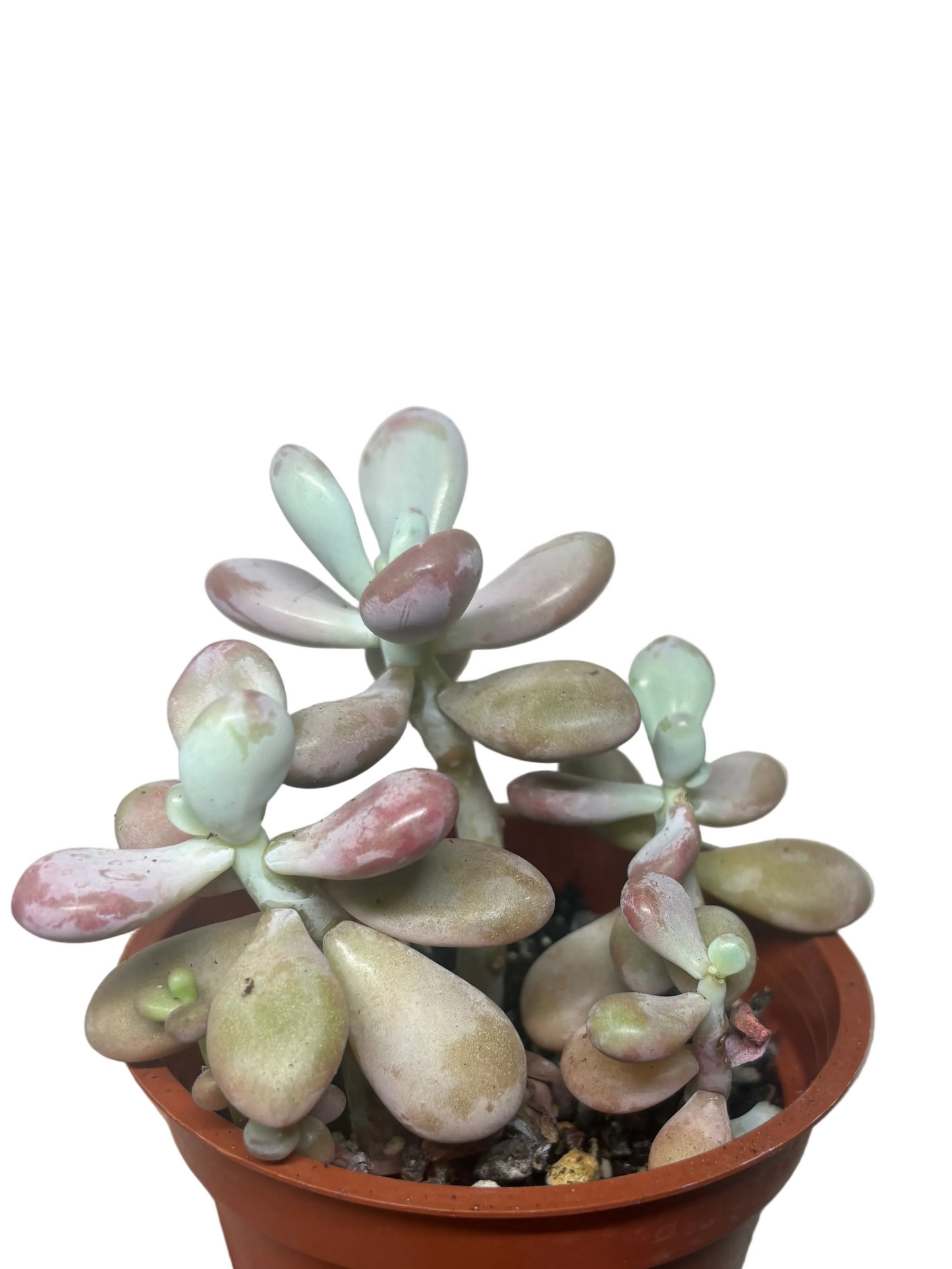 Pink Moonstone
