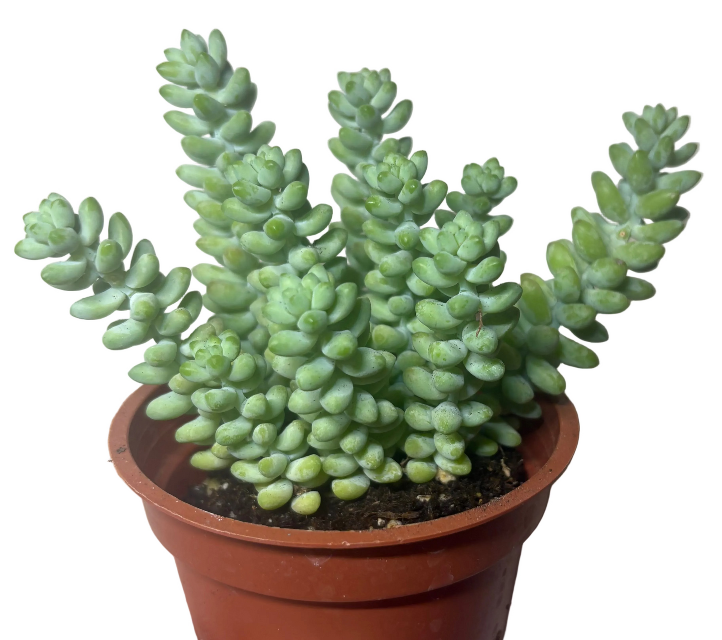 Donkey's Tail