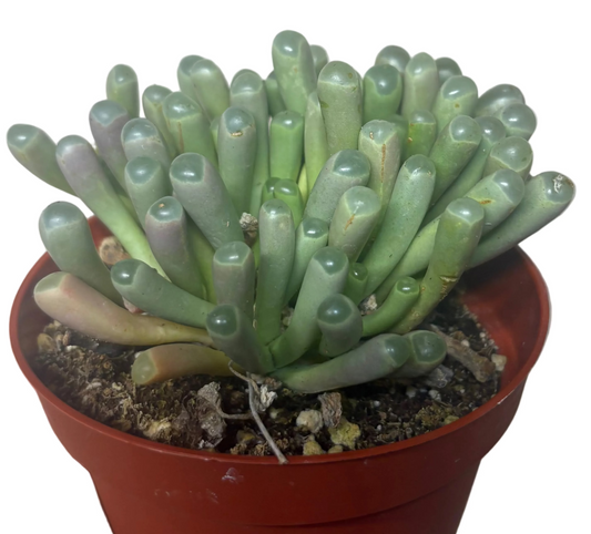 Baby Toes