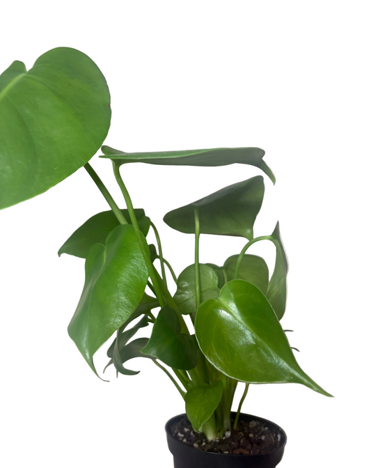 Monstera Deliciosa