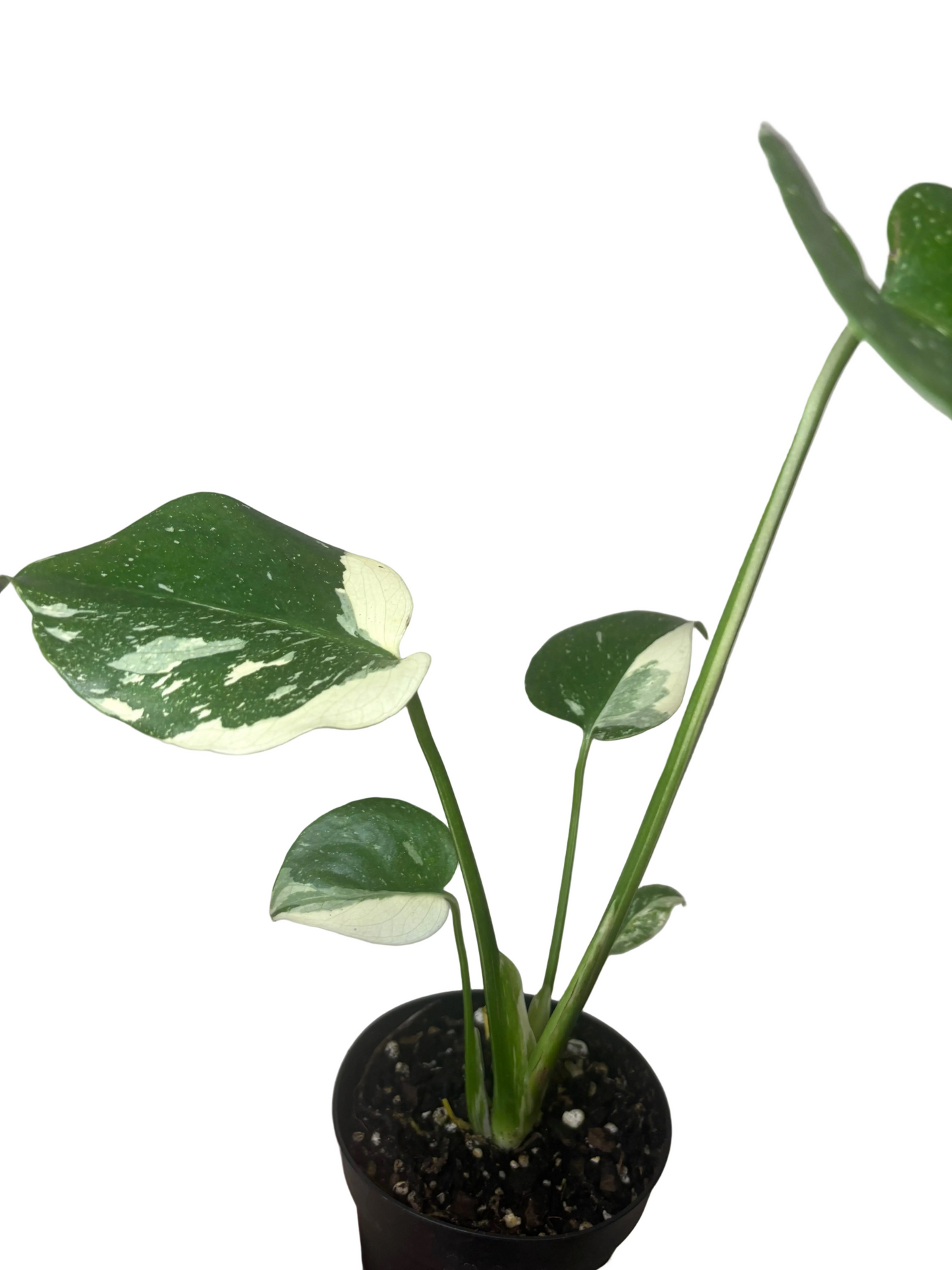 Monstera Thai Constellation