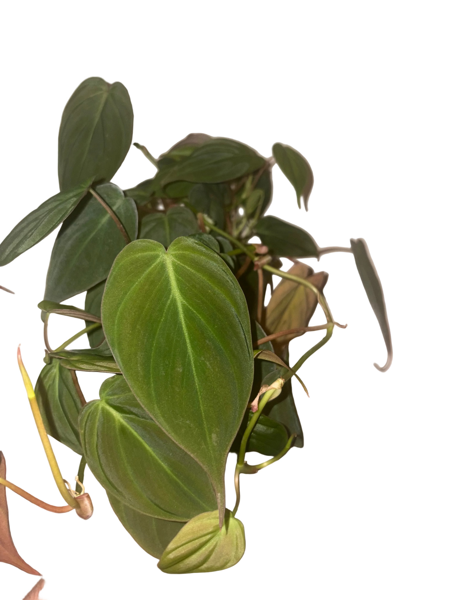 Philodendron Micans