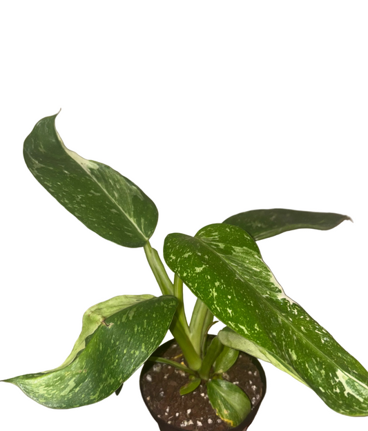 Philodendron Jose Buono Fiesta