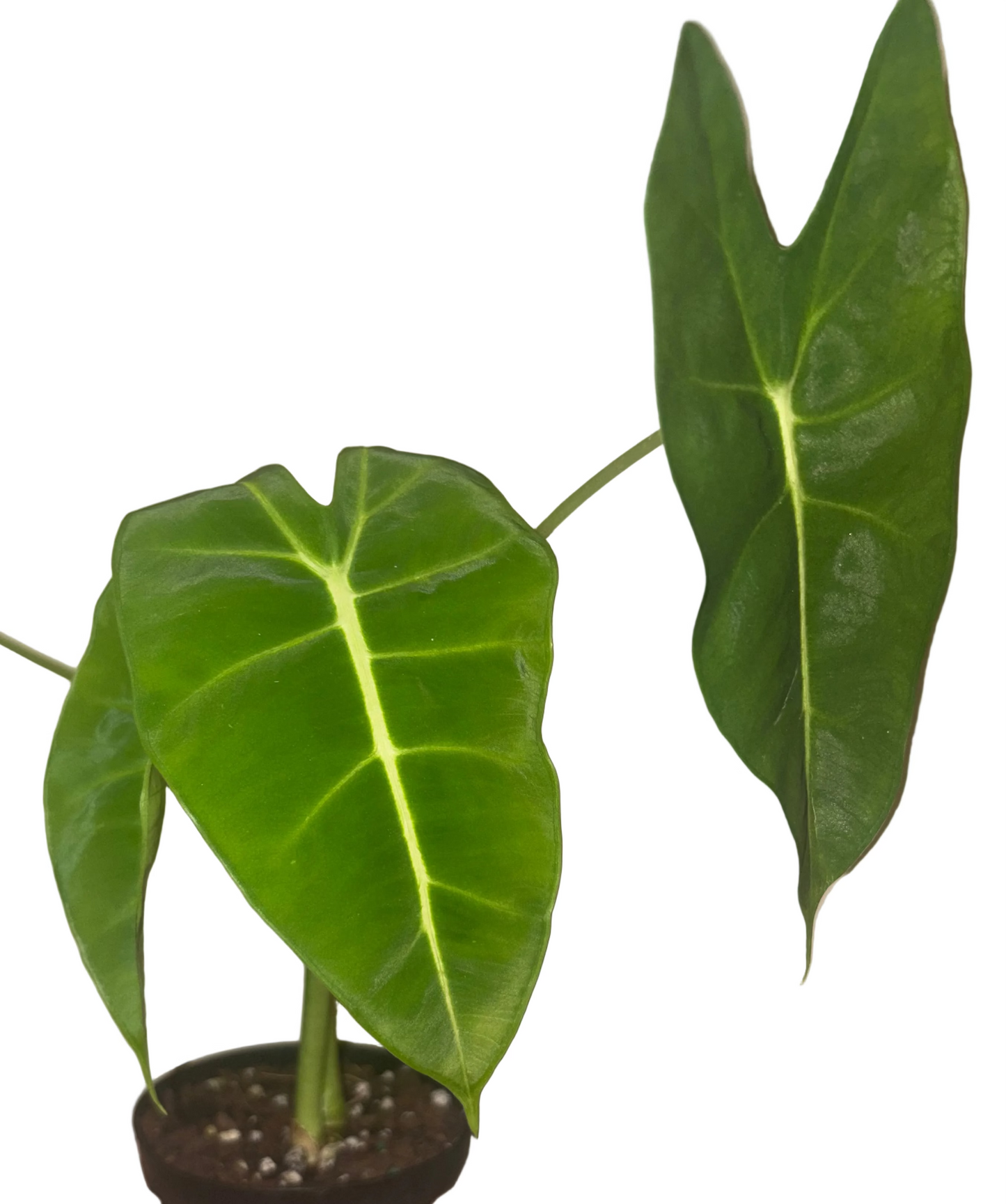 Alocasia Frydek
