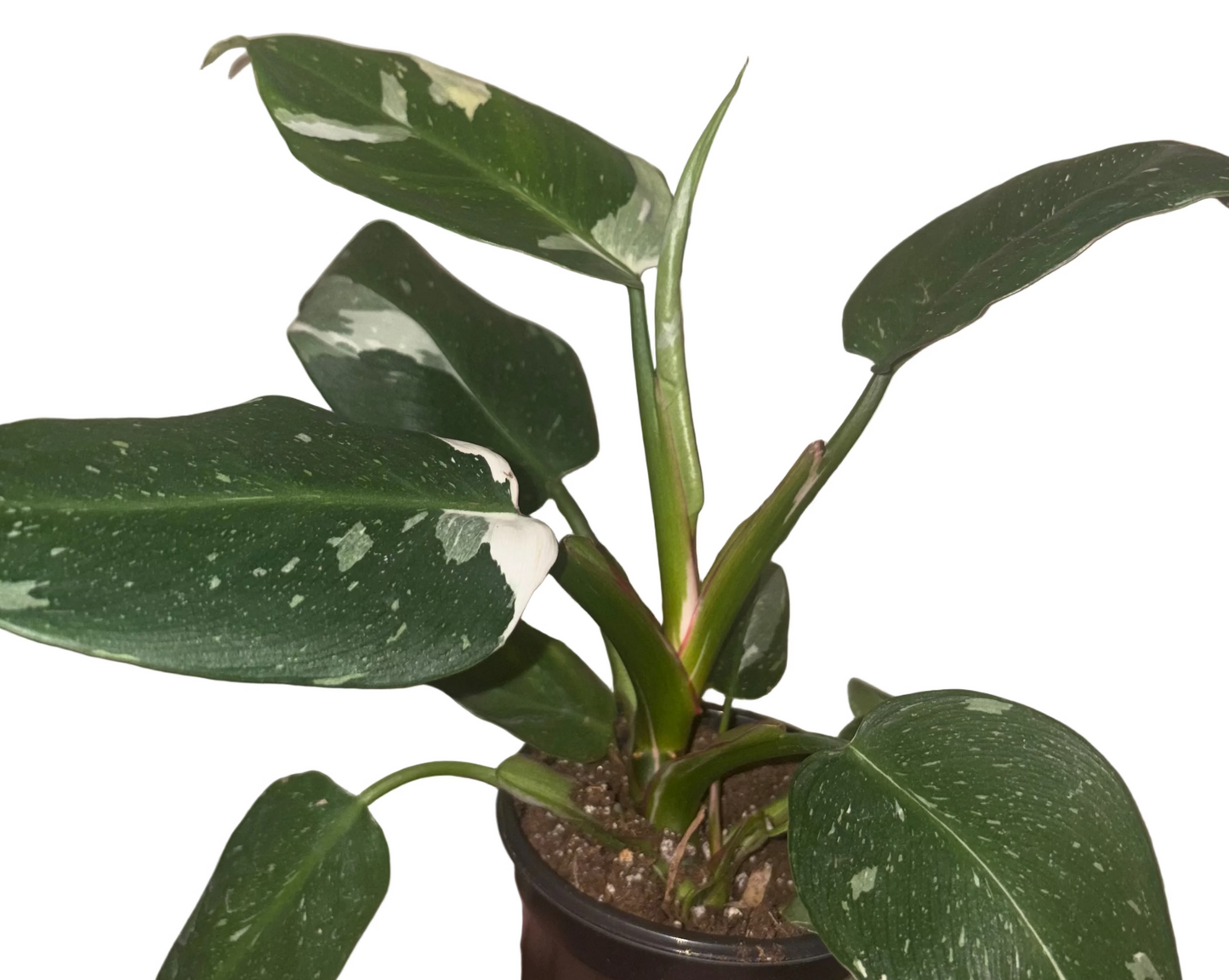 Philodendron White Princess
