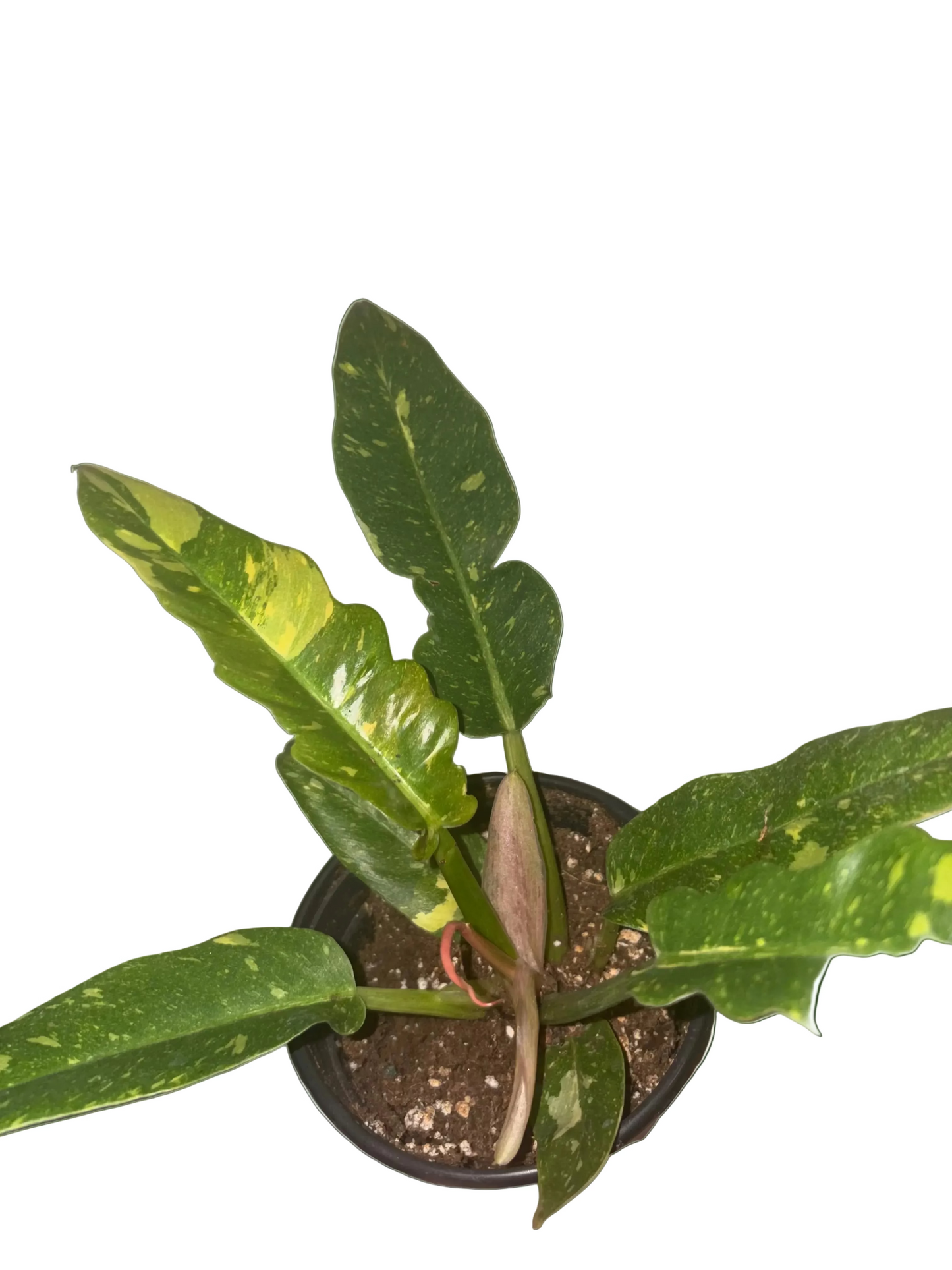 Philodendron Ring of Fire