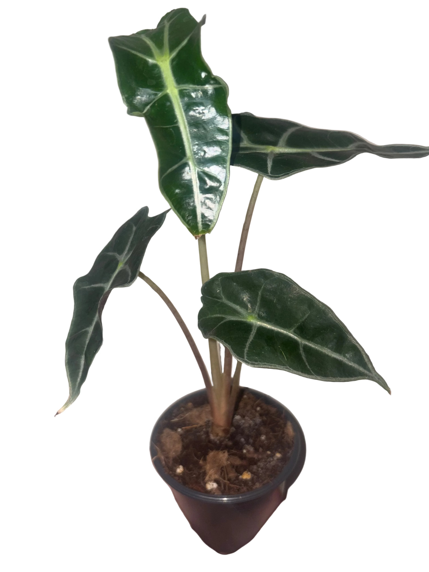 Alocasia Polly