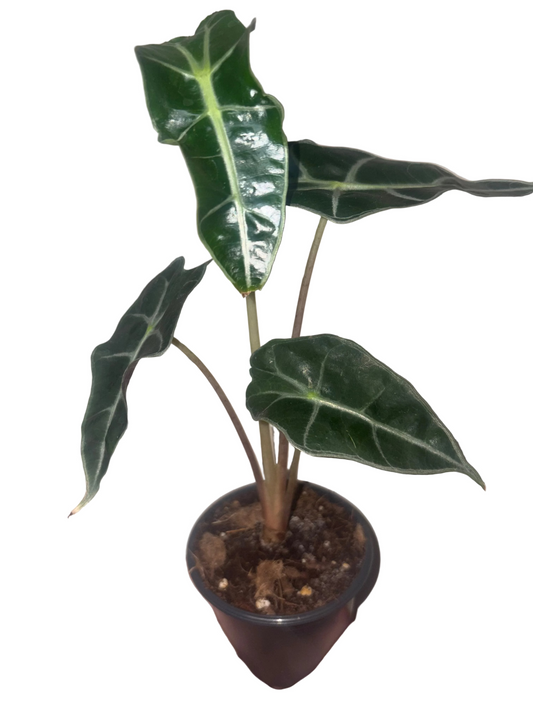 Alocasia Polly