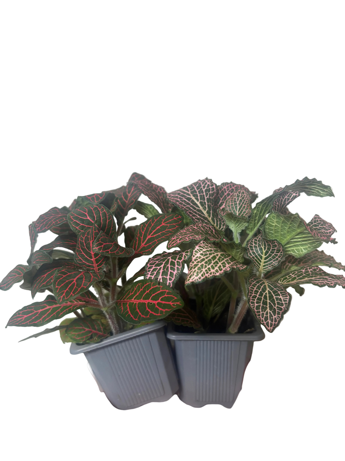 Fittonia