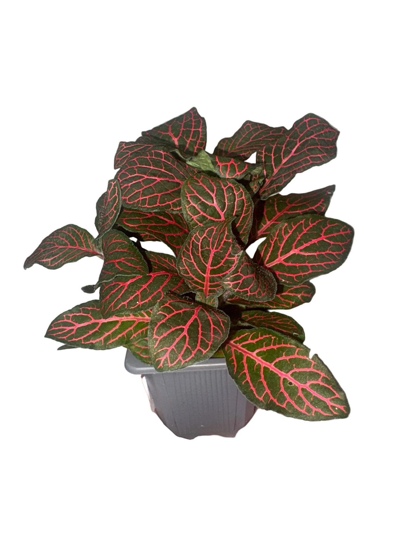 Fittonia