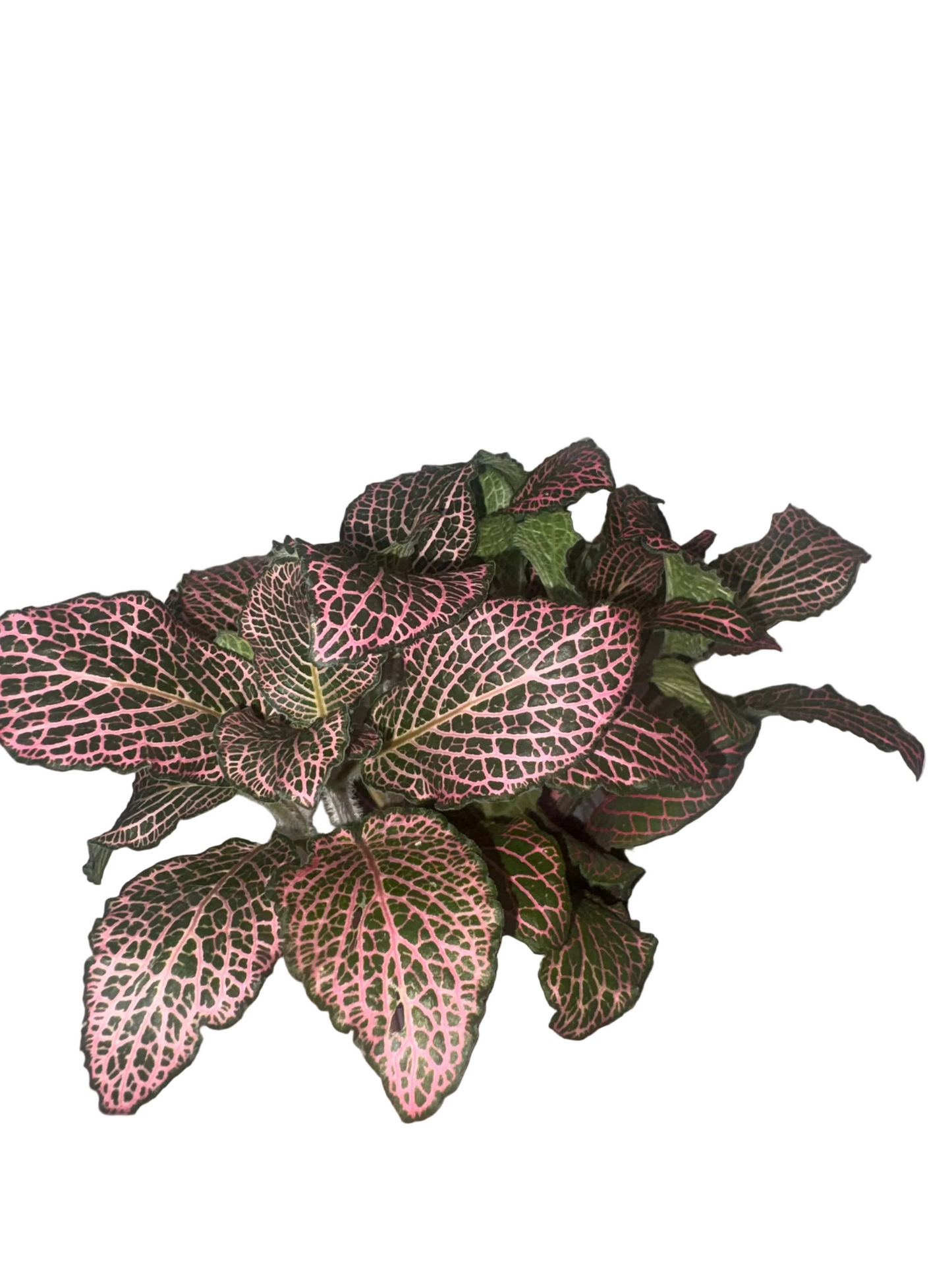 Fittonia