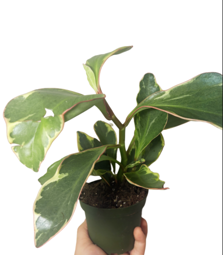 Peperomia Ginny