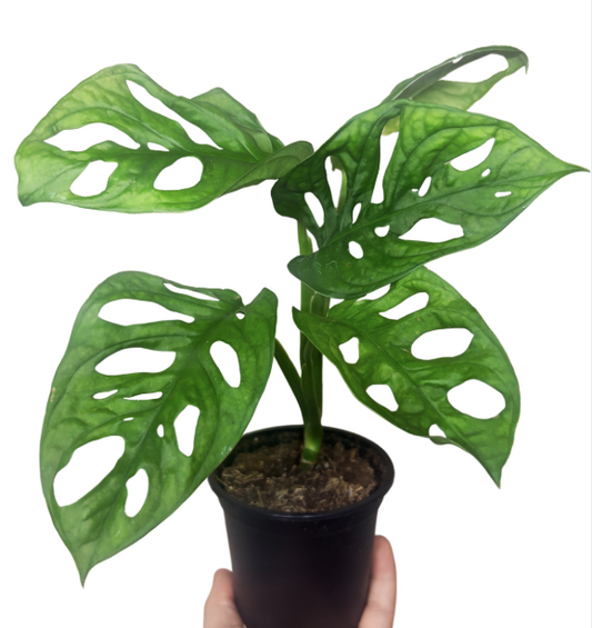 Monstera Adansonii