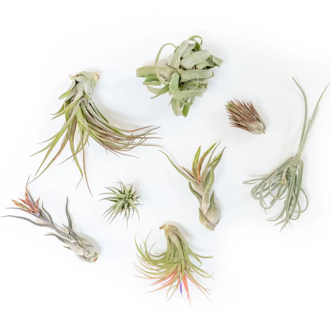 Air Plant Mystery Pack
