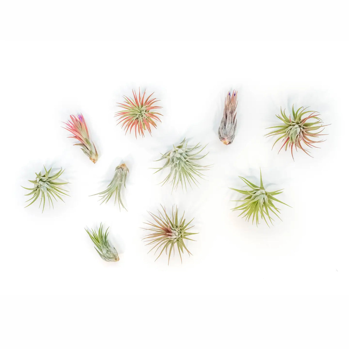 Air Plant Mystery Pack