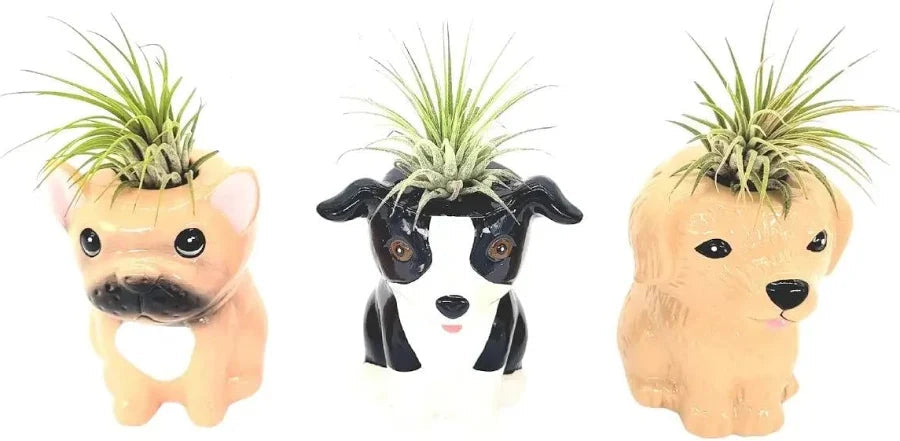Air Plant Puppies