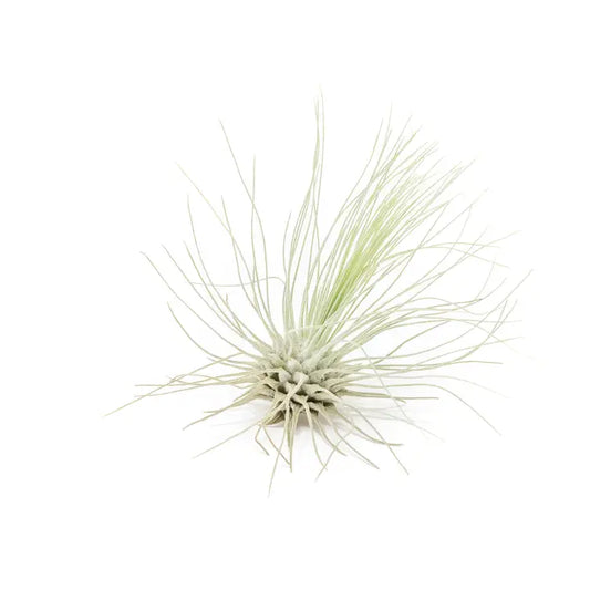 Argentea Thin Air Plant