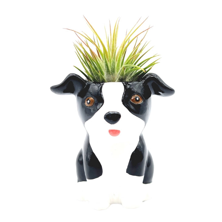 Air Plant Puppies