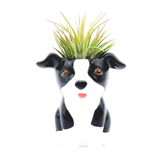 Air Plant Puppies