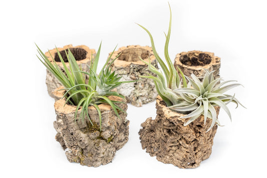 Cork Bark Display Planter