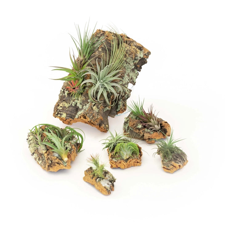 Cork Bark Air Plant Display