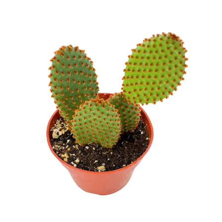Cinnamon Cactus