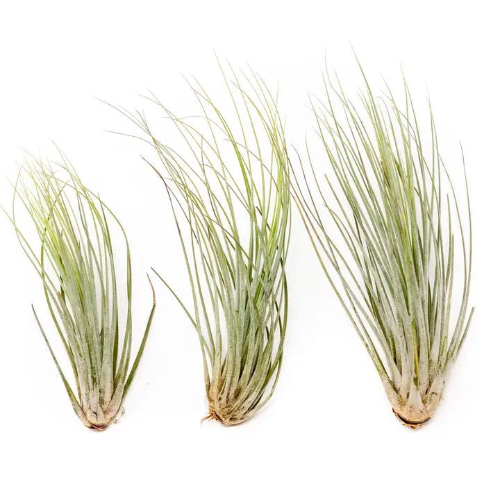 Juncea Air Plant