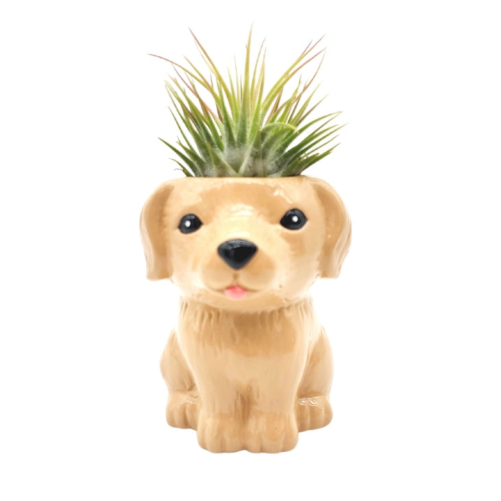 Air Plant Puppies