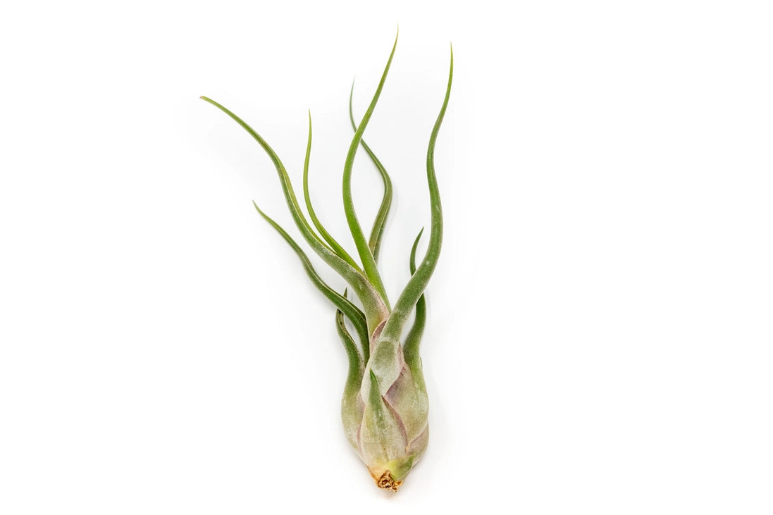 Caput Medusae Air Plant