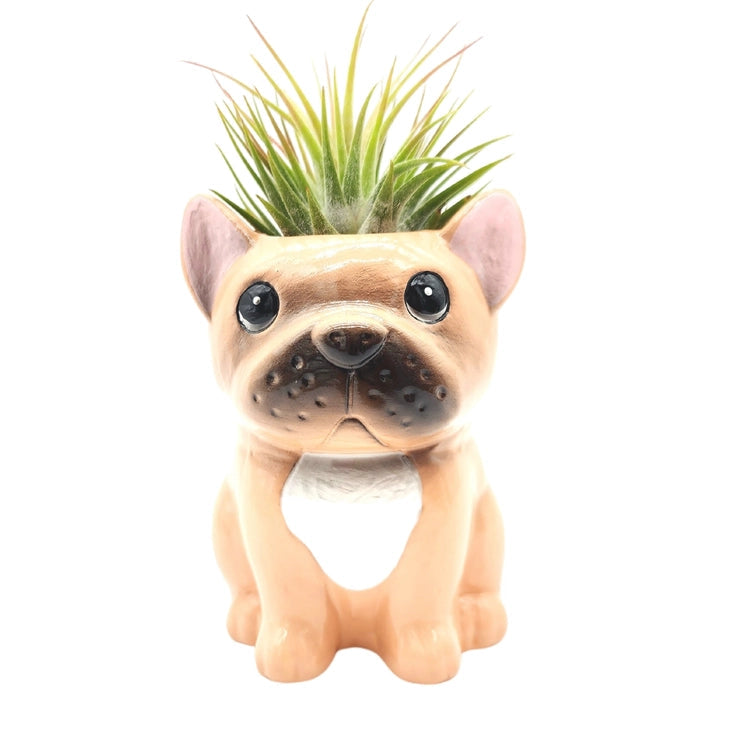 Air Plant Puppies