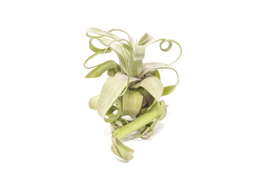 Streptophylla Air Plant