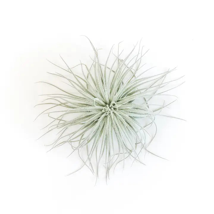 Tectorum Air Plant