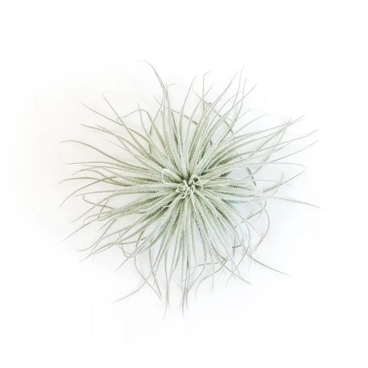 Tectorum Air Plant