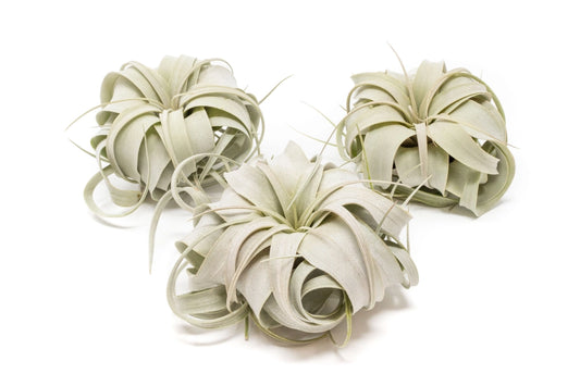 Xerographica Air Plant